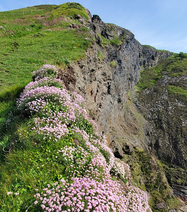 Sea thrift