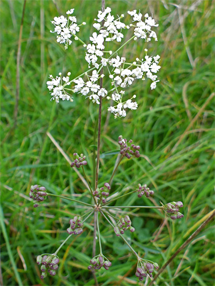 Burnet saxifrage (pimpinella saxifraga), Burrow Mump, Somerset