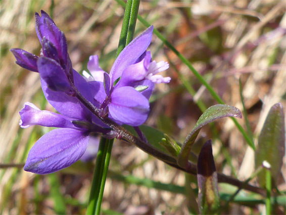 Polygala vulgaris (common milkwort), Lyme Regis, Devon