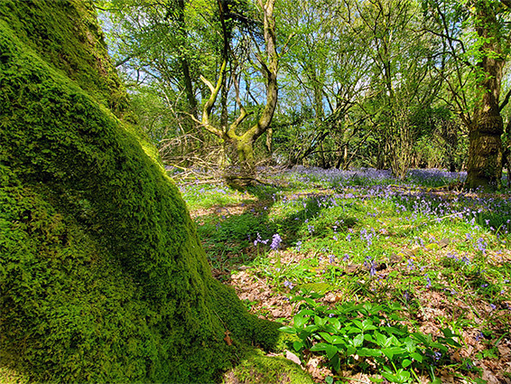 Mossy trunk in a bluebell wood