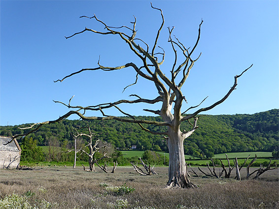 Dead trees near an old barn