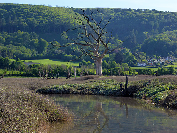 Brackish pool on the saltmarsh