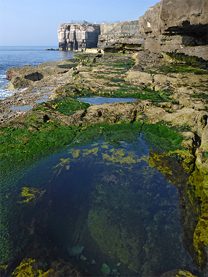 Green seaweed in a large rock pool