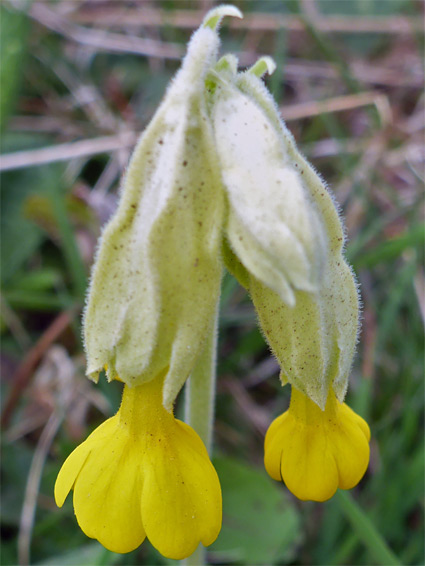 Cowslip (primula veris), Three Cliffs Bay, Swansea