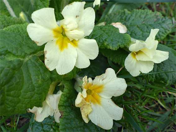 Primula vulgaris (common primrose), Three Cliffs Bay, Swansea