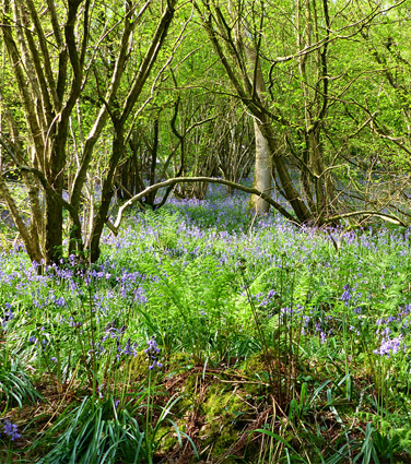 Prior's Wood