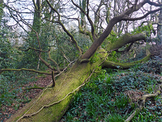 Fallen tree