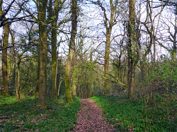 Path through the wood