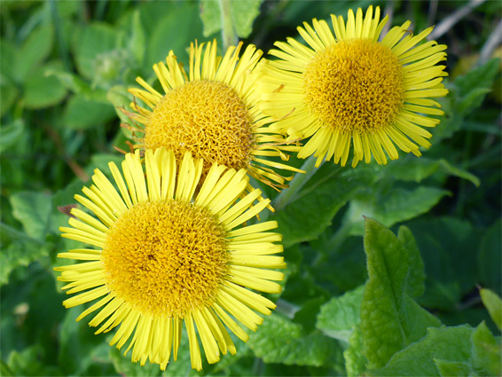 Common fleabane (pulicaria dysenterica), Burgh Island, Devon