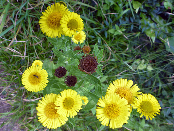 Flowerheads, some withered