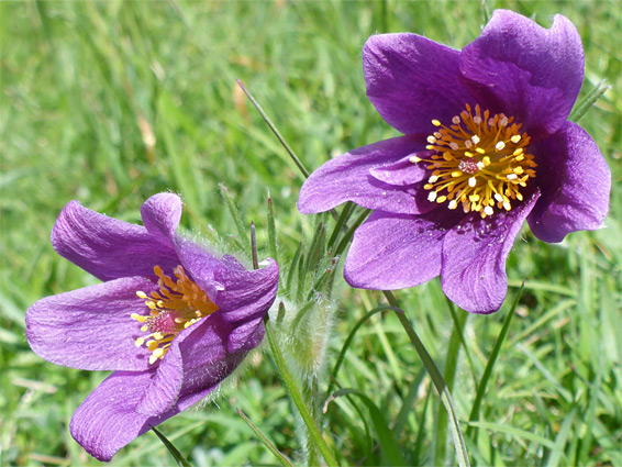 Two pasqueflowers