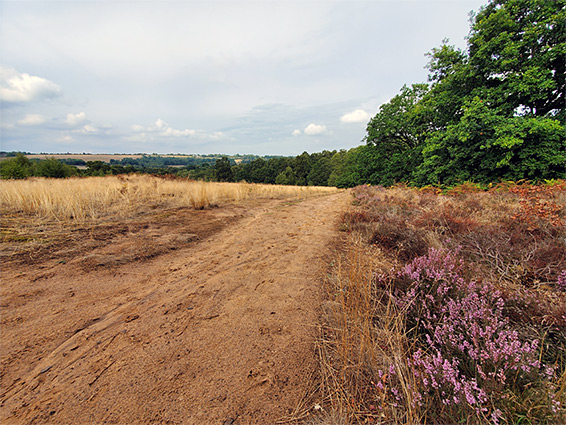 Heather and long grass