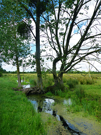 Tree across a rhyne