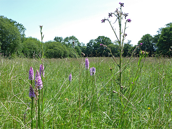 Thistle and orchids