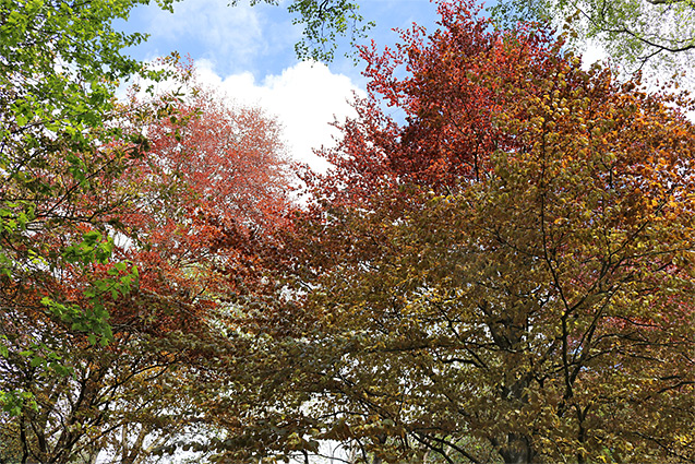 Varied colours of beech leaves, in the spring