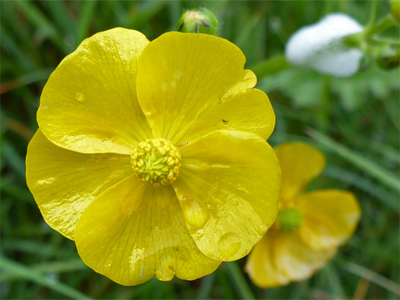 Meadow buttercup (ranunculus acris), Dunscombe Bottom, Wiltshire