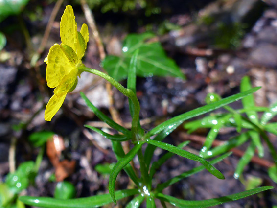 Goldilocks buttercup (ranunculus auricomus), Ebbor Gorge, Somerset