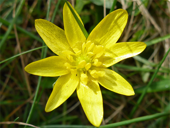 Lesser celandine (ranunculus ficaria), Portishead, Somerset