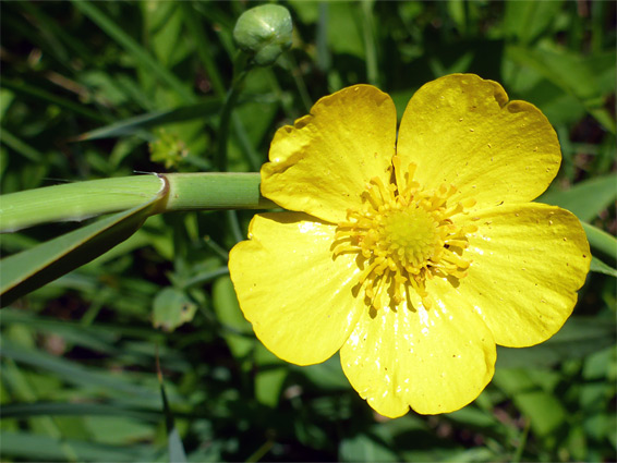 Ranunculus lingua (greater spearwort), Kenfig, Bridgend
