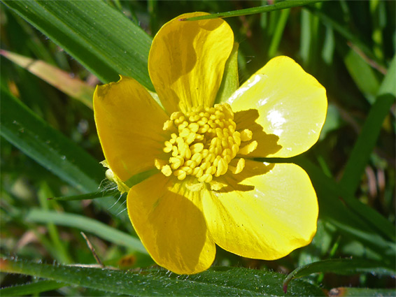 Hairy buttercup (ranunculus sardous), Lyme Regis, Devon