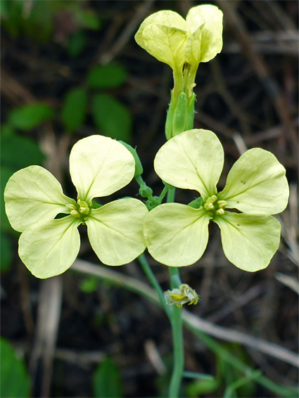 Raphanus raphanistrum ssp maritimus (sea radish), Sully Island, Vale of Glamorgan