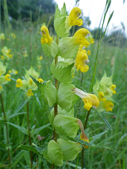 Yellow rattle (rhinanthus minor), Middleton Down, Wiltshire
