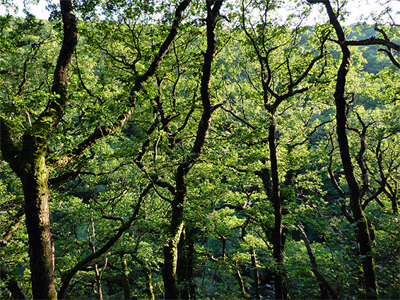 Sunny oak trees