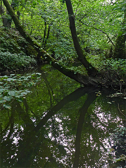 Reflected trees