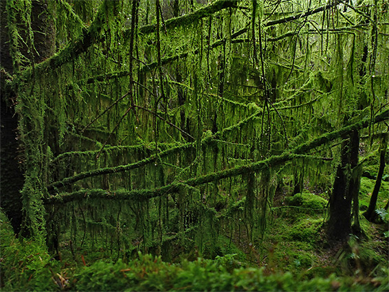 Mossy forest