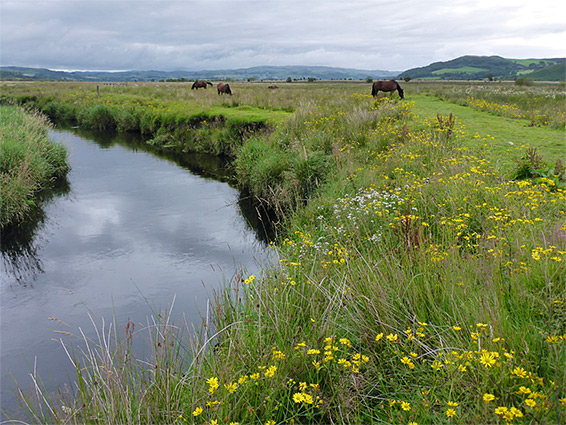 River Teifi