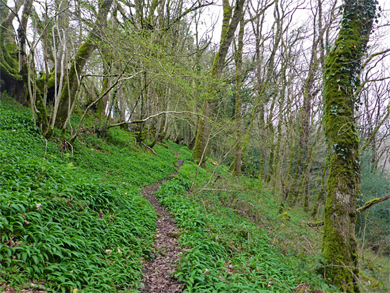 Hillside path