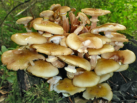 Honey fungus