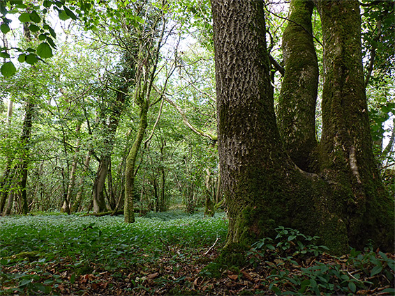 Ash tree with three trunks