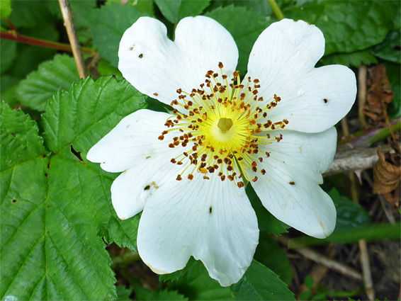 Field rose (rosa arvensis), Lower Woods, Gloucestershire