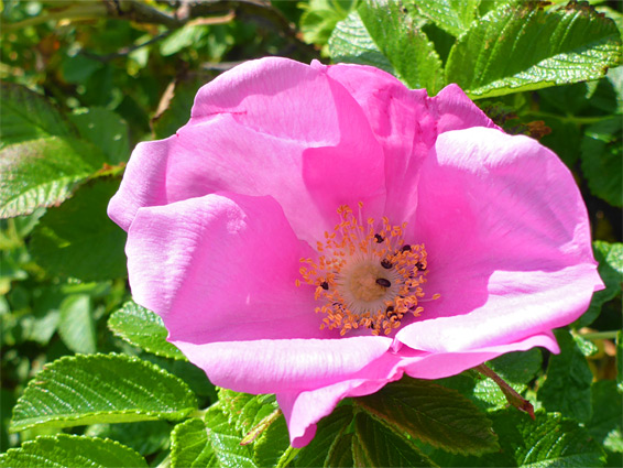 Rosa rugosa (Japanese rose), Merthyr Mawr, Bridgend