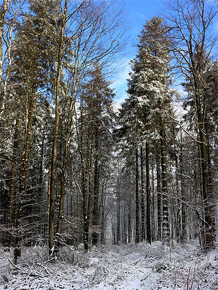 Narrow pathway, Rowberrow Warren