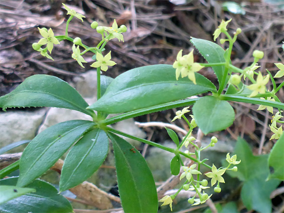 Rubia peregrina (wild madder), Avon Gorge, Bristol