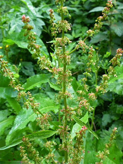 Broad-leaved dock (rumex obtusifolius), Midger Wood, Gloucestershire