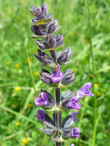 Salvia verbenaca (wild clary), Sand Point, Somerset