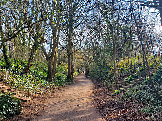 Trees along the old railway south of Sandford