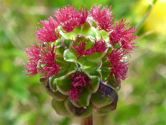 Salad burnet (sanguisorba minor), Bubwith Acres, Somerset