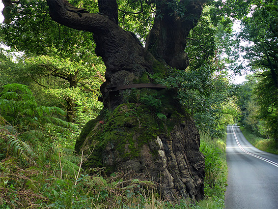 Big Belly Oak