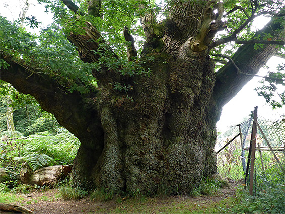 Cathedral Oak