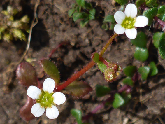 Saxifraga tridactylites (rue-leaved saxifrage), Draycott Sleights, Somerset