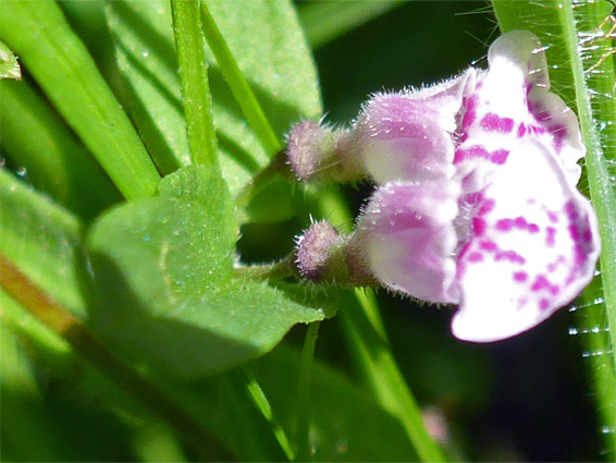 Scutellaria minor (lesser skullcap), The Rough, Devon