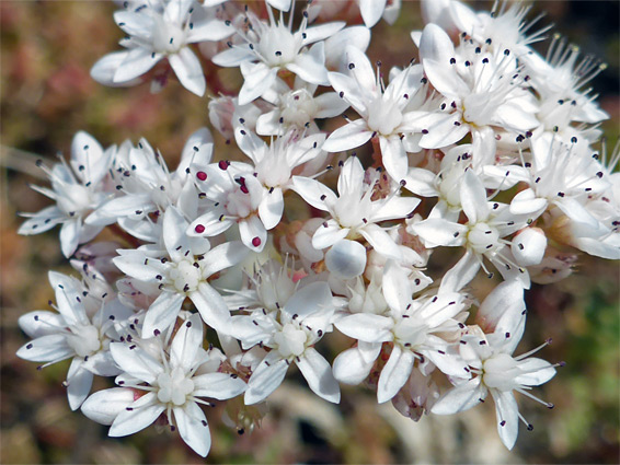 White stonecrop (sedum album), Port Eynon, Swansea