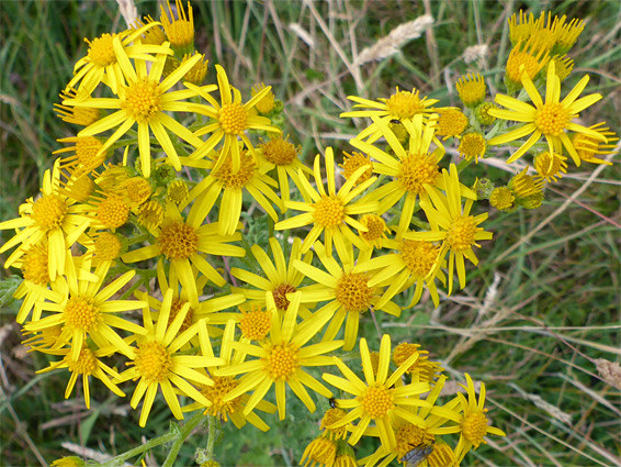 Hoary ragwort (jacobaea erucifolia), Parsonage Down, Wiltshire