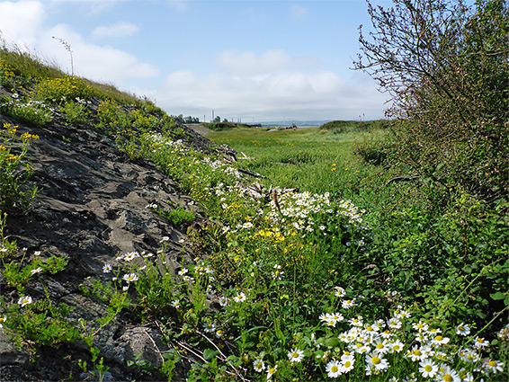 Oxeye daisies