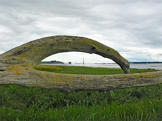 Driftwood