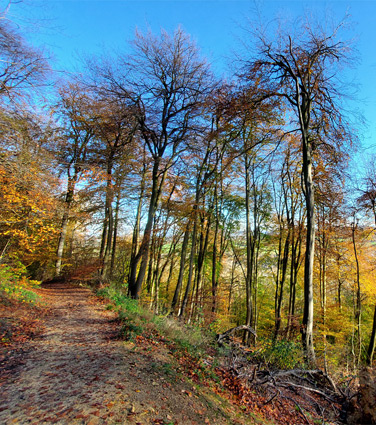 Stinchcombe Hill